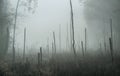 Empty, moody autumn swamp on a foggy morning Royalty Free Stock Photo