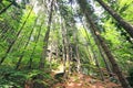 Empty mountain path - Tatra, Poland. Royalty Free Stock Photo