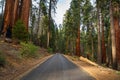 Empty mountainroad through a sequia forest at sunset Royalty Free Stock Photo