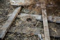 An empty mouse nest made of grass on the street in wooden firewood