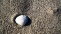 Empty mussel shell at the beach Royalty Free Stock Photo