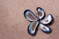 Empty mussel shells on sandy beach