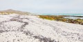 Empty Mussel shells washed up on a beach on the Western seaboard of Cape Town