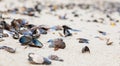 Empty Mussel shells washed up on a beach on the Western seaboard of Cape Town