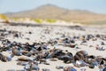 Empty Mussel shells washed up on a beach on the Western seaboard of Cape Town