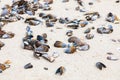 Empty Mussel shells washed up on a beach on the Western seaboard of Cape Town