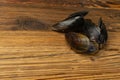 Empty Mussels Shell, Black Clams Shells, Eaten Mollusc, Shellfish, Mussel on Wood Background Top View