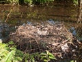 empty mute swan nest with one egg spring time twigs pile Royalty Free Stock Photo