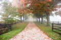 Empty narrow country road on a foggy autumn morning Royalty Free Stock Photo