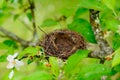 Empty natural little bird nest in tree branch garden park Royalty Free Stock Photo