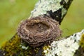 Empty natural small bird nest in tree branch Royalty Free Stock Photo