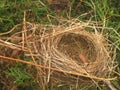 empty nest Royalty Free Stock Photo