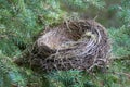 The Empty Nest Royalty Free Stock Photo