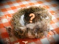 Empty nest, children gone Royalty Free Stock Photo