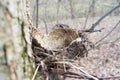 An empty nest of a forest bird without eggs