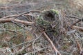 Empty nest of a small bird on the branches of a coniferous tree Royalty Free Stock Photo