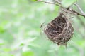 Empty Nest Royalty Free Stock Photo