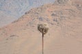 Empty nest of storks on mountain background