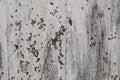 Empty old grungy white rustic distressed wood plank texture background.Wall made of antique wood painted. Royalty Free Stock Photo