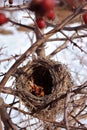 Empty old nest on bush of Crataegus hawthorn, quickthorn, thornapple, May tree, whitethorn, hawberry inside it