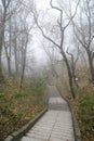 Empty old stairway in misty park. Serene depressed foggy landscape Royalty Free Stock Photo