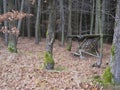 Empty old wooden feeder or manger for wild animals in the forest. Feeding trough with hay for wild boars, deer and birds