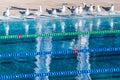 Empty Olympic swimming pool occupied by seagulls. Sense of calm, freedom and impending competition.