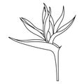 Empty outline of a Strelitzia reginae flower or a bird of Paradise Flower for coloring, isolated on a white background