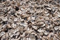 Empty oyster shells on beach