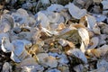 Empty oyster shells