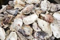 Empty oyster shells