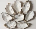 Empty oyster shells on white background