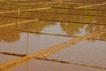 Empty Padi Field Ready for Planting Royalty Free Stock Photo