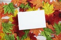 Empty paper card mockp top view on maple leaves Royalty Free Stock Photo