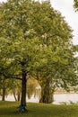 Empty park in autumn with a green tree and blue bike, pond, green grass on a cloudy fall day Royalty Free Stock Photo