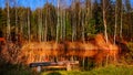 An empty park bench at the edge of the forest Royalty Free Stock Photo