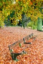 Empty park bench surrounded by autumn yellow leaves. Royalty Free Stock Photo