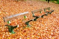 Empty park bench surrounded by autumn yellow leaves. Royalty Free Stock Photo