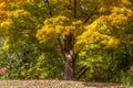 Empty park bench under a tree in autumn