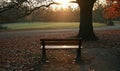 Empty park bench under tree at sunset with fallen leaves Royalty Free Stock Photo