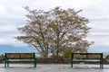 Empty park benches overlooking the city Royalty Free Stock Photo