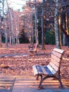 Empty park benches in winter Royalty Free Stock Photo