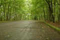 Empty parking lot in the middle of the forest surrounded by trees Royalty Free Stock Photo