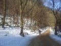 Empty path or alleyway in wooden avenue with two rows of trees sides with snow on both sides