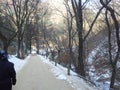 Empty path or alleyway in wooden avenue with two rows of trees sides with snow on both sides