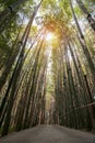 Empty path through a bamboo alley Royalty Free Stock Photo