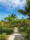 Empty path through exotic tropical park with palm trees on a sunny day Royalty Free Stock Photo