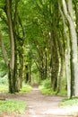 Empty path in the forest surrounded by trees Royalty Free Stock Photo