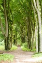 Empty path in the forest surrounded by trees