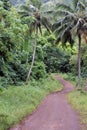 Empty path in the inland jungle of Rarotonga Cook Islands